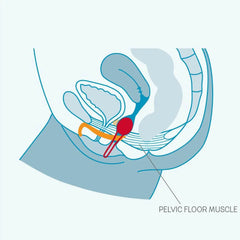 Anatomical diagram illustrating kegel ball placement and pelvic floor muscle engagement
