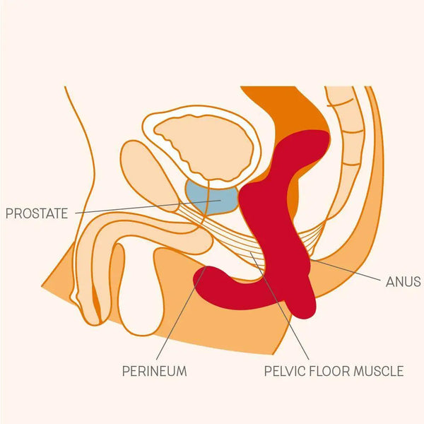 Anatomical diagram showing prostate massager placement near prostate, perineum, and pelvic floor
