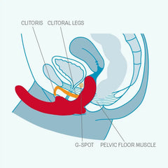 Anatomical diagram showing Sharevibe placement near clitoris, G-spot, and pelvic floor