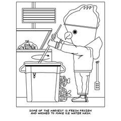 Black and white coloring page depicting ice water hash extraction process with detailed line art