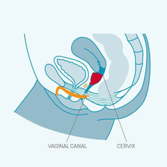 Fun Factory Fun Cup Menstrual Cup Set - Dreamy Desire