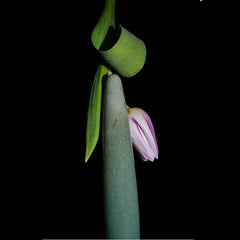 Green aventurine slim wand styled beside a tulip bud and unfurling stem on dark background