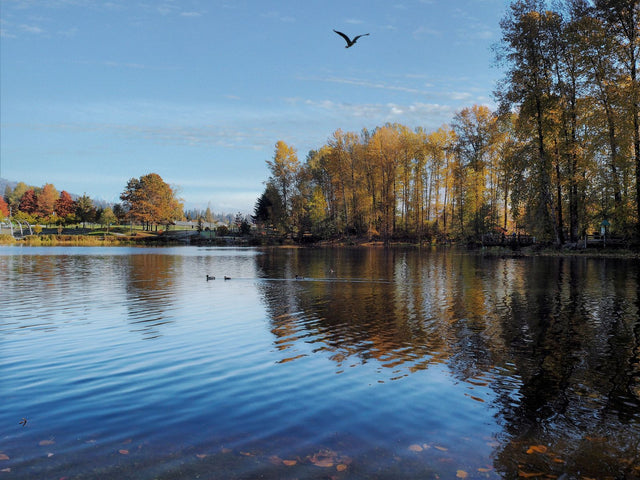 Ducks on a pond surrounded by autumn foliage in Coquitlam, British Columbia