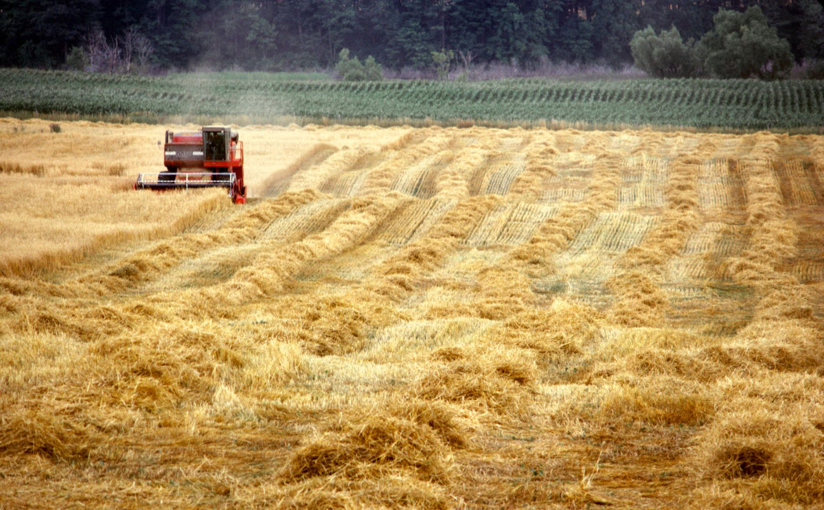 Wheat harvest in Brant County, Ontario
