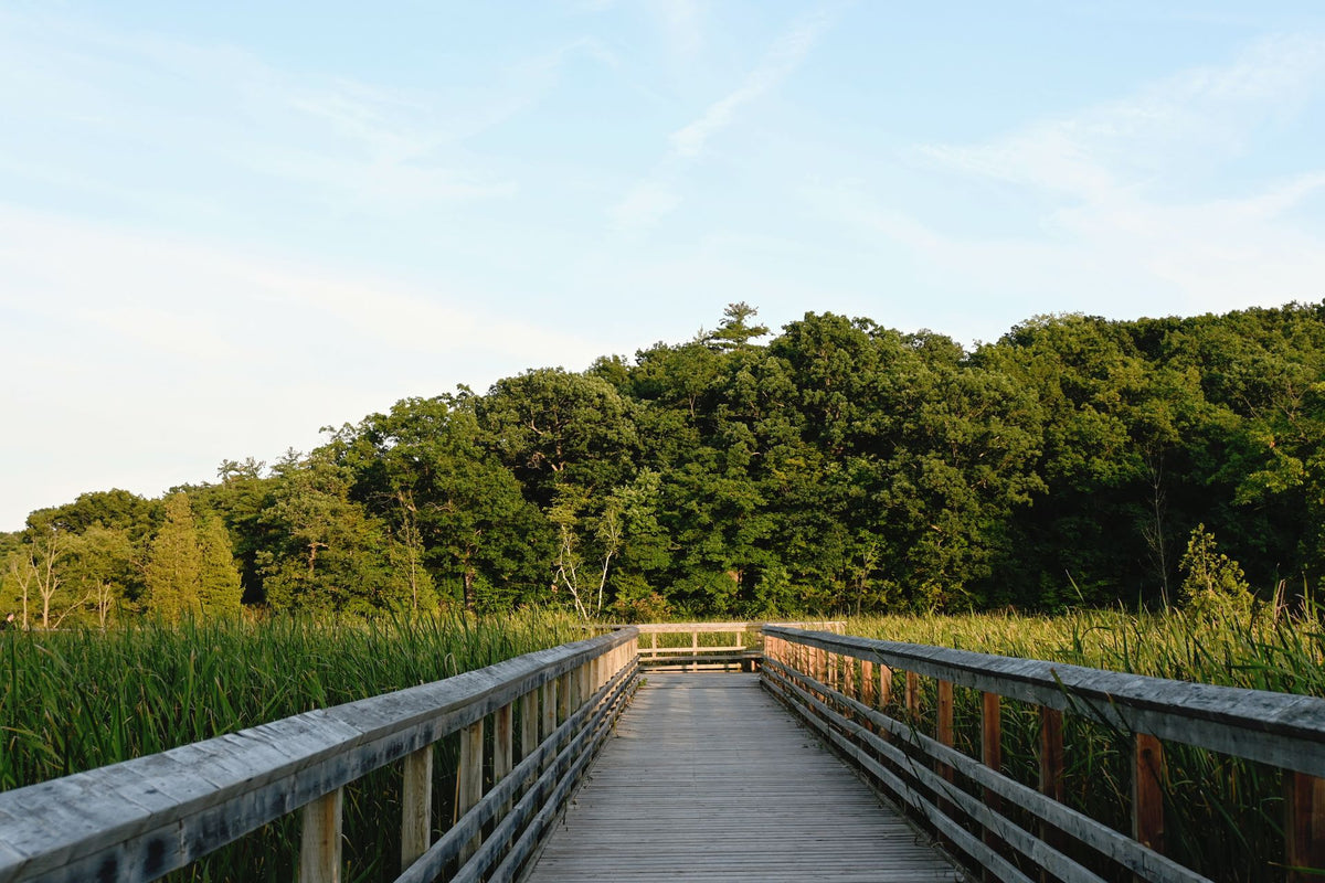 Wooden boardwalk through wetlands in Burlington, Ontario