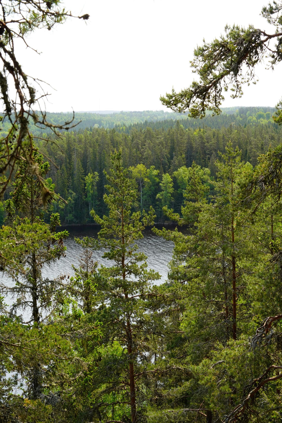 Lake and forest in central Newfoundland near Gander