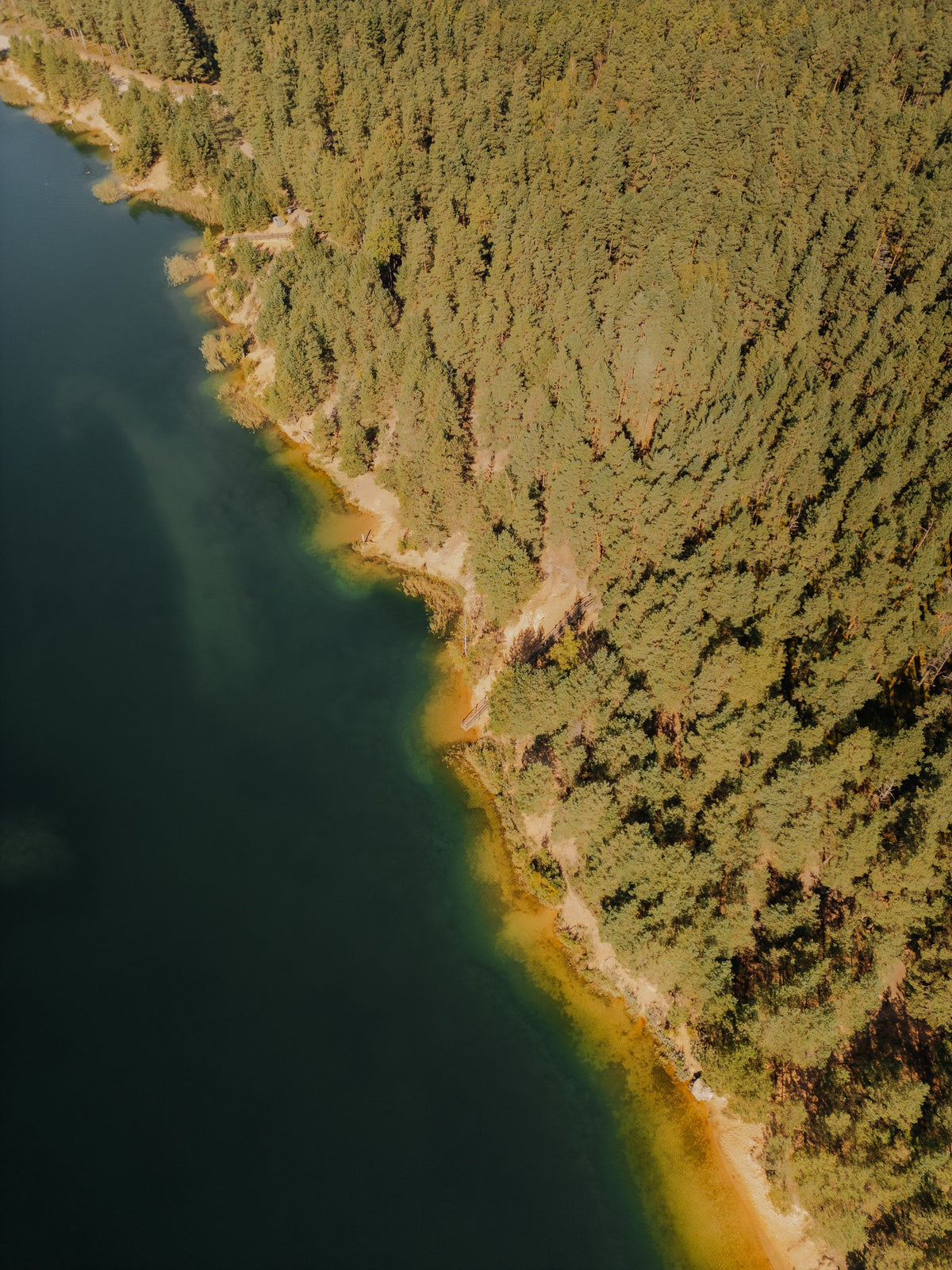 Forested lake shoreline in Labrador