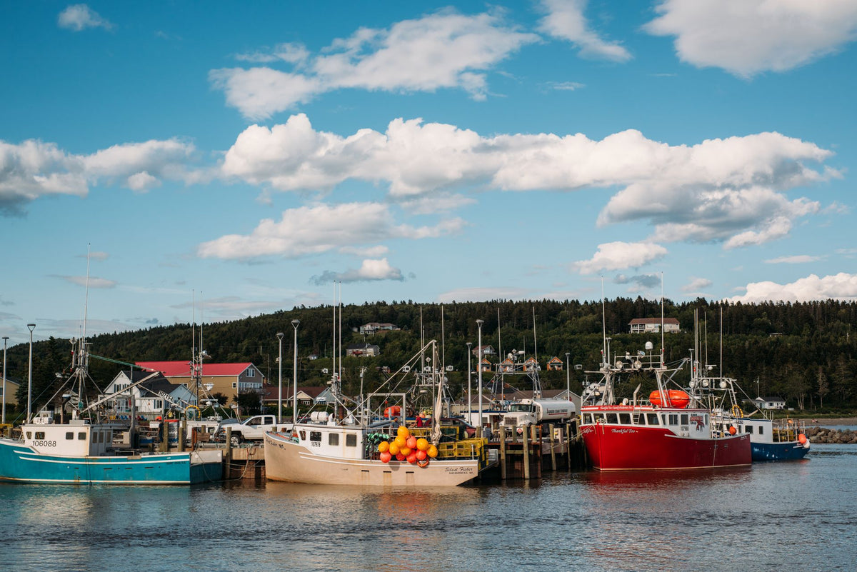 Fishing boats docked in a New Brunswick harbour