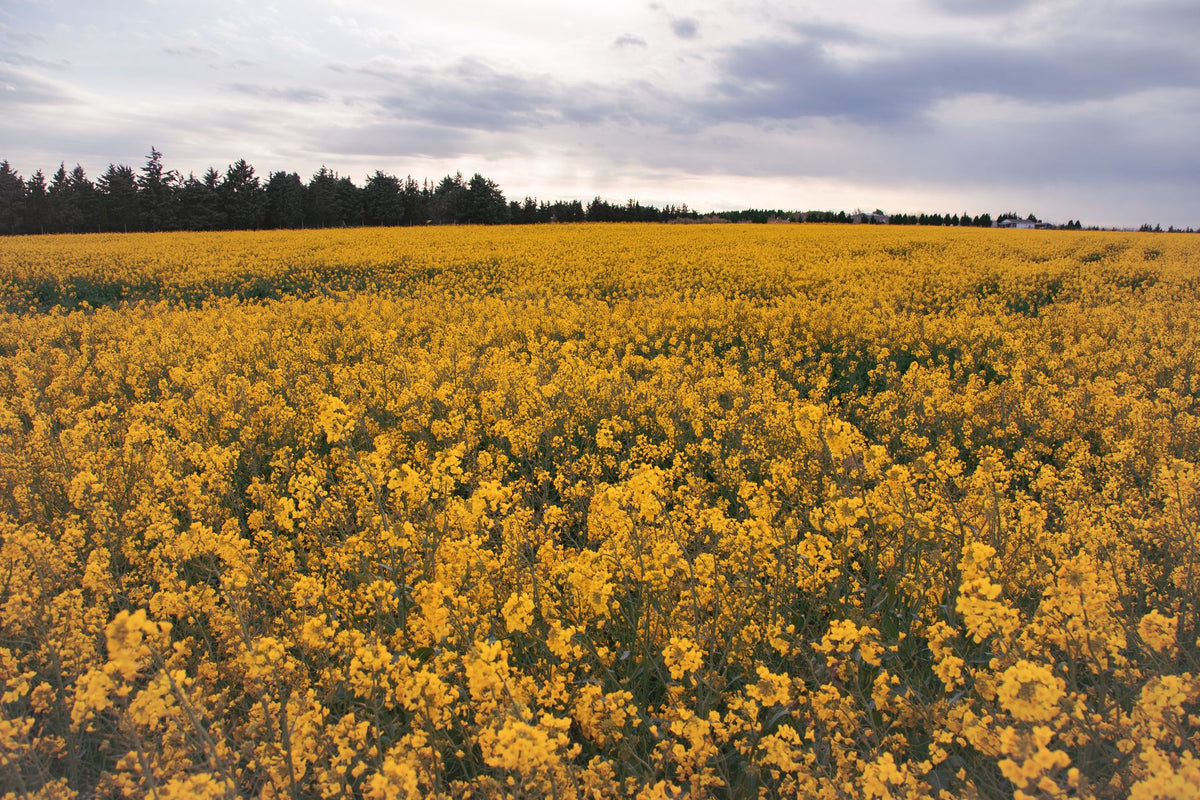 Canola field under a wide cloudy sky
