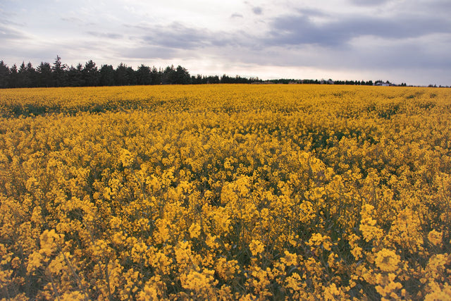 Canola field under a wide cloudy sky