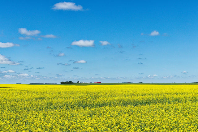 Yellow canola fields in Saskatchewan