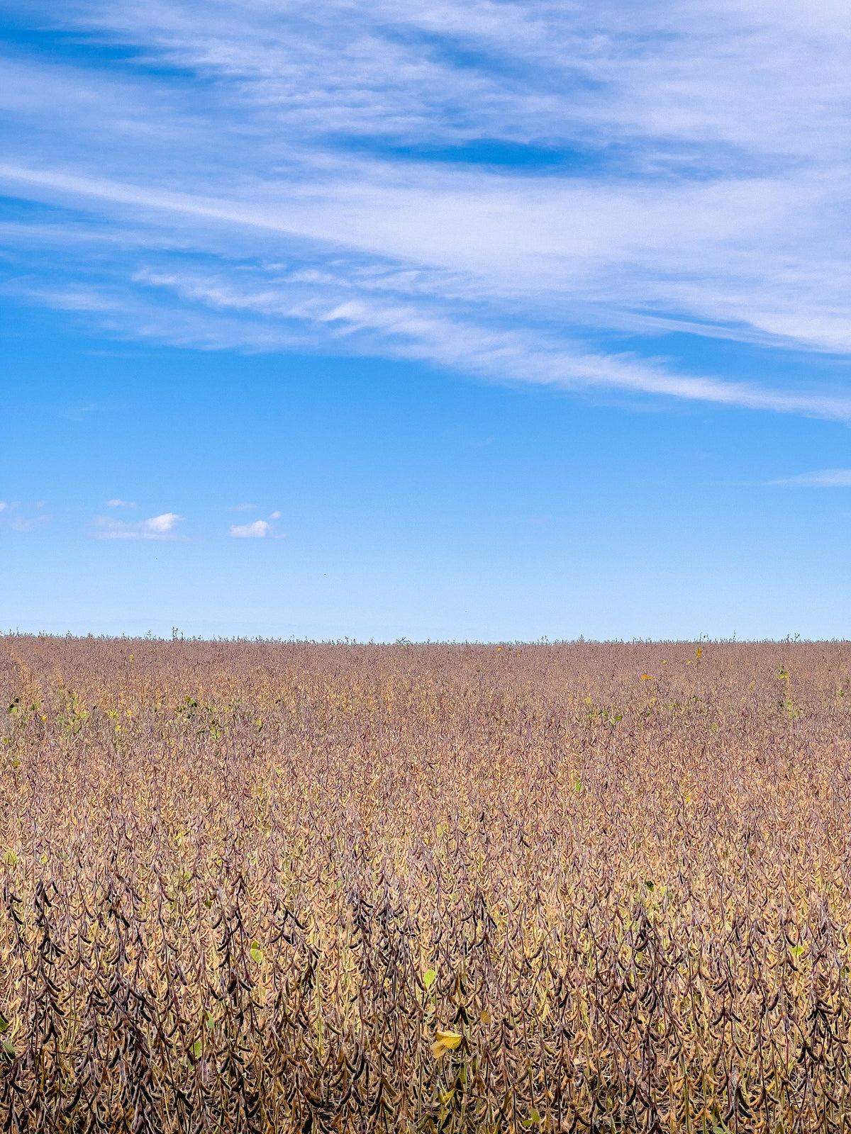 Soybean field in rural southwestern Ontario