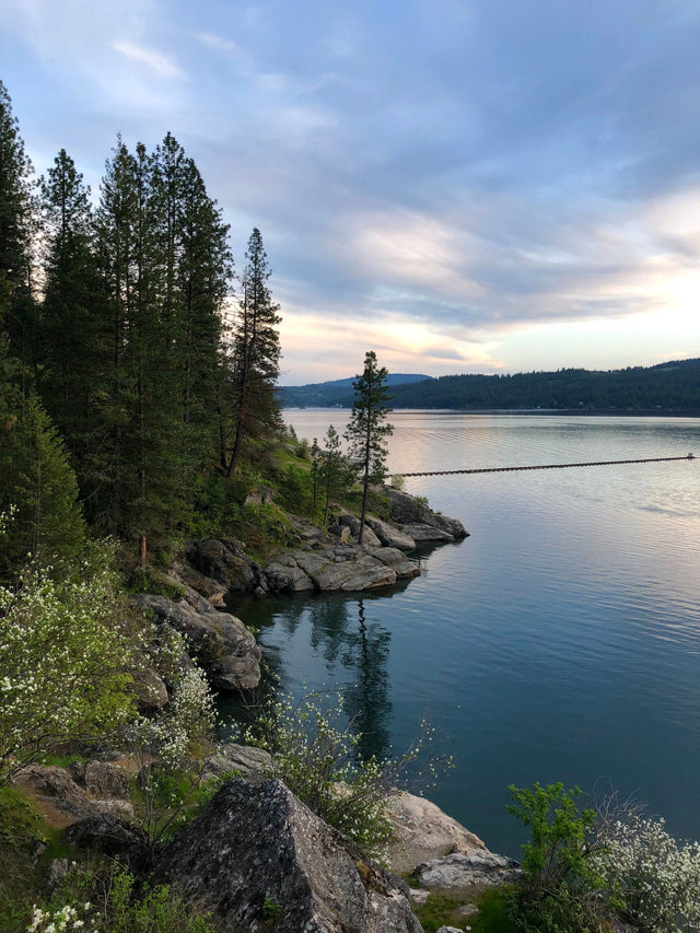 Pine trees on a rocky lake bank