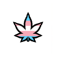 Wood Rocket trans pride weed leaf enamel pin with blue, pink, and white stripe design